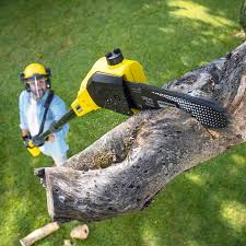 Trusted Auburn, WA Tree Care  Experts