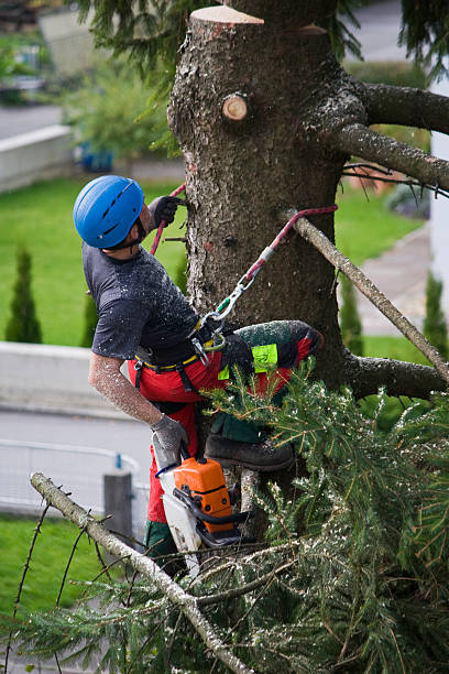 Lawn Irrigation Installation and Maintenance in Auburn, WA