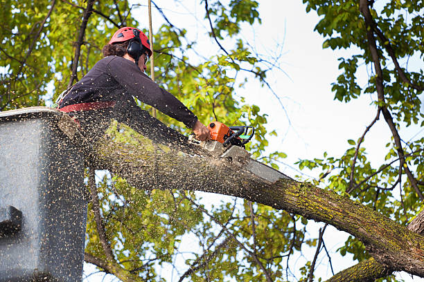 Mulching Services in Auburn, WA